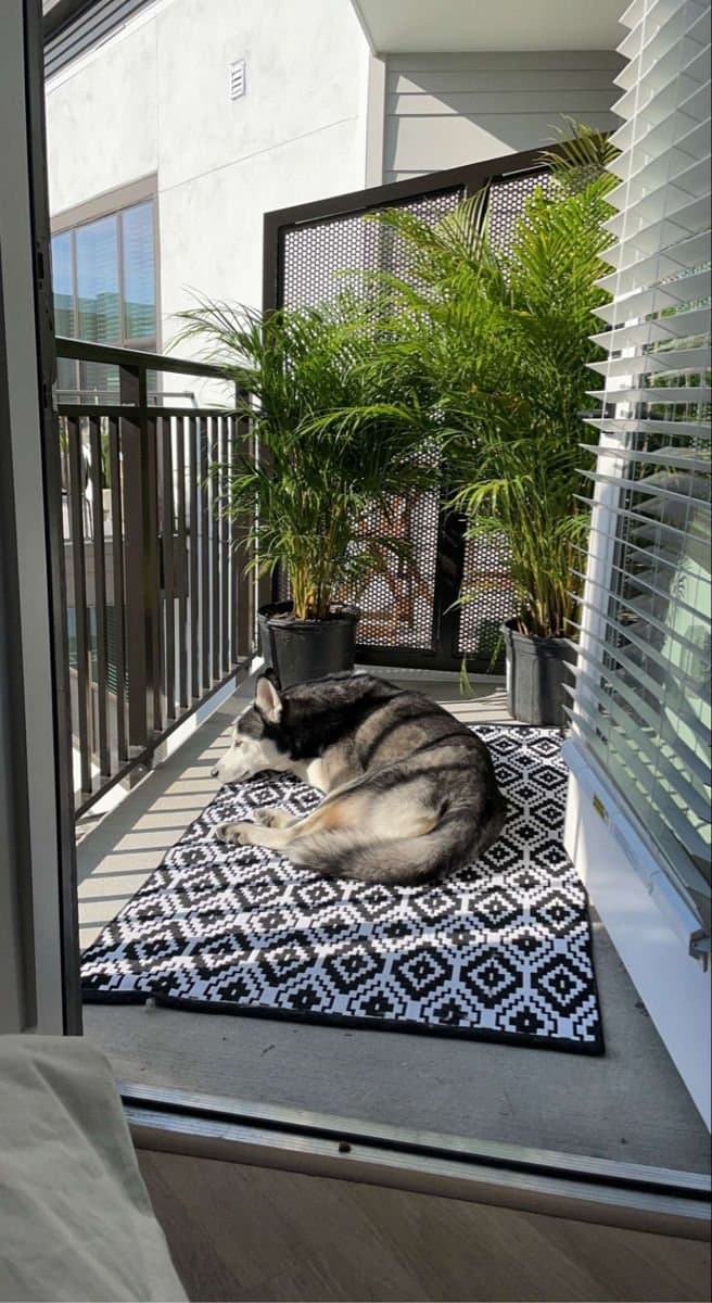 The “Fur Baby” Factor: Finding a Pet-Friendly Foreclosure